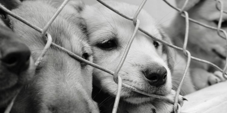 Sad puppy behind metal grate