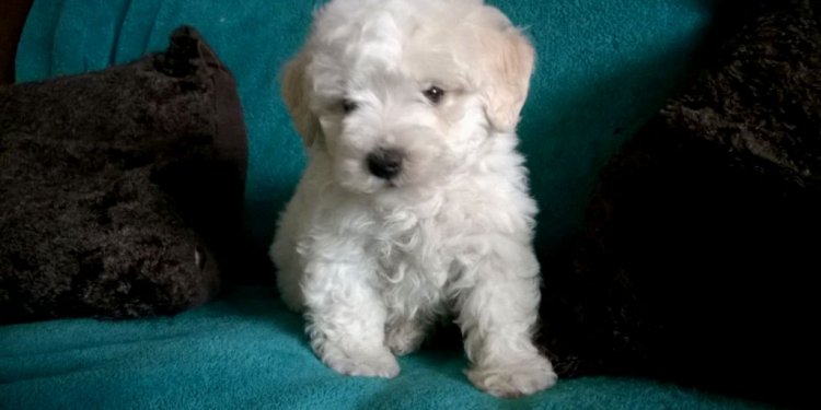 Maltese Bichon Puppies