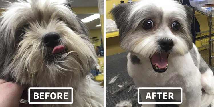 Man Gives Old Shelter Dogs