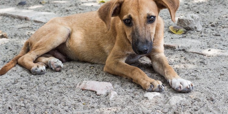 Dog thrown off terrace