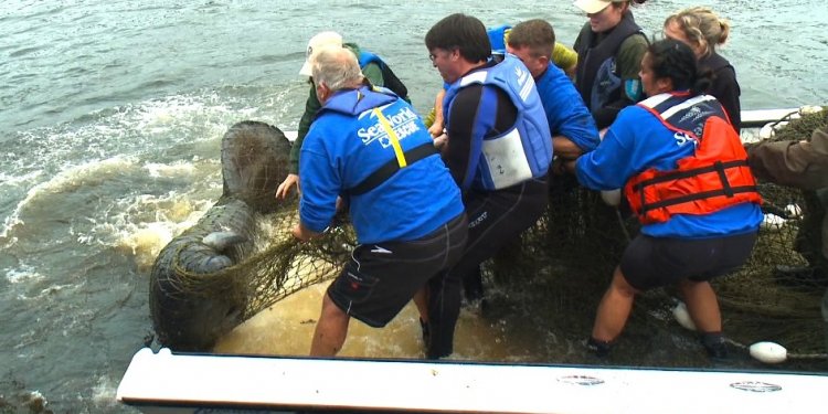 Manatee rescued Friday near