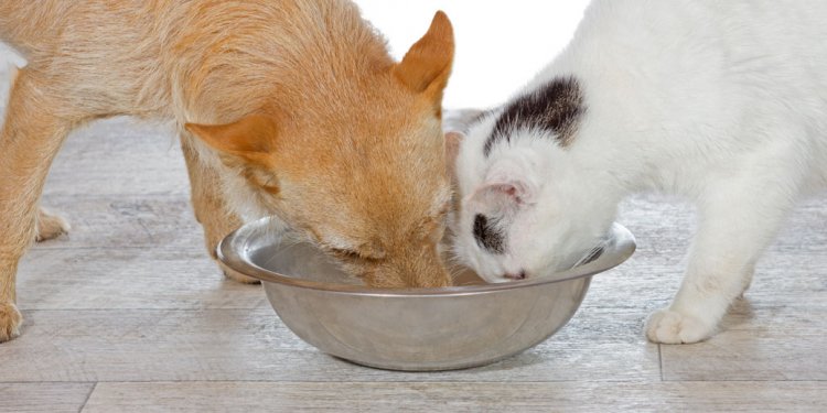 Cat and Dog Share Food