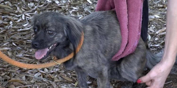 Paralyzed Pup Left At A