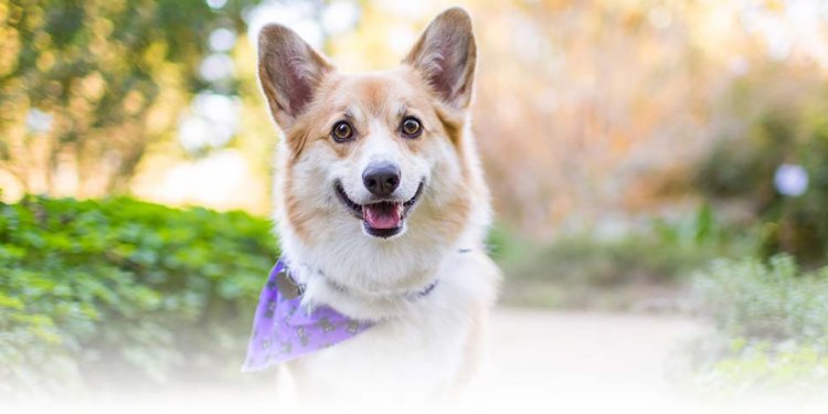 Pembroke Welsh Corgi Dog Breed