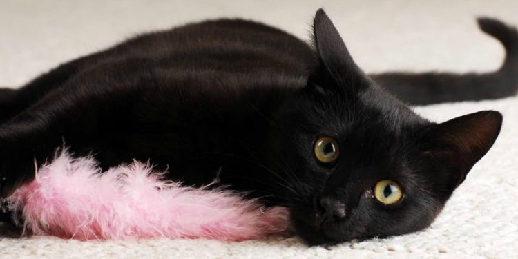Pet Adoption and Animal Rescue