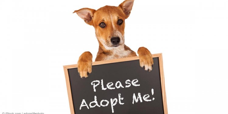 Pet Adoption | Will These Pets