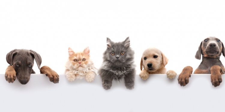 Pets4Luv Foundation: Dog & Cat