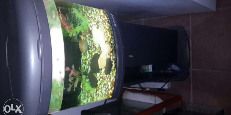 Boyu fish tank small 40 x 40 x