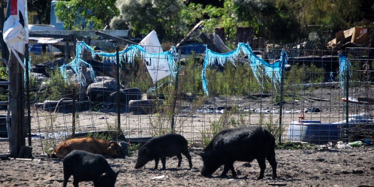 Pigs pig sanctuary bunnell