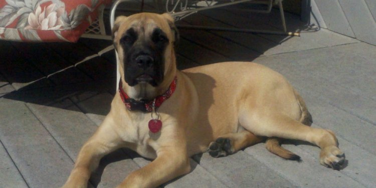 Bull Mastiff Border Collie Mix