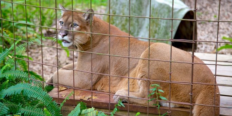 Pretty Big Cat Rescue Tampa Fl