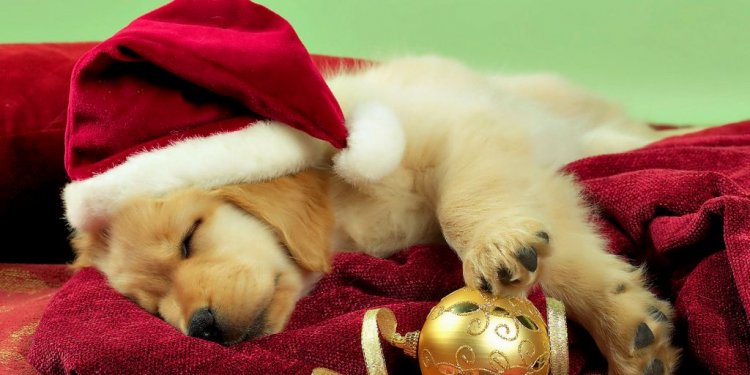 Cute Christmas Puppies