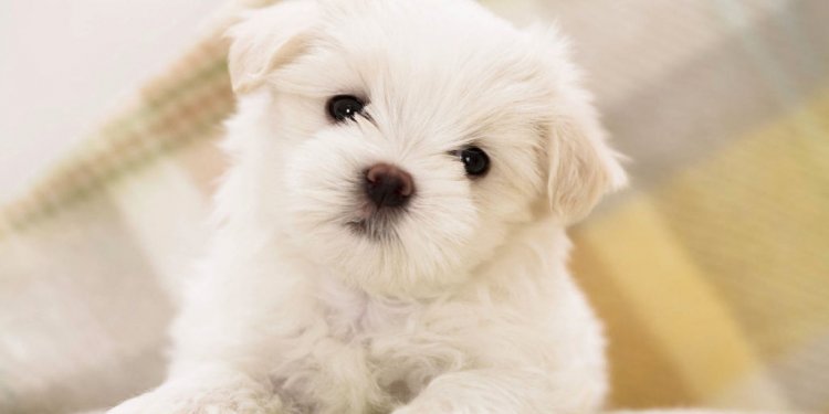 Puppy Maltese