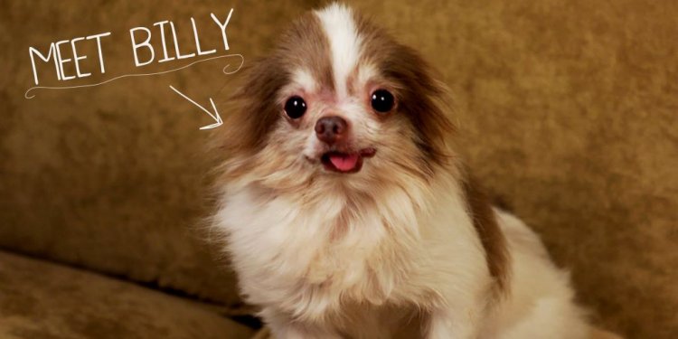 Puppy Mill Rescue Dogs