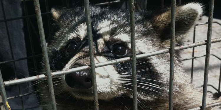 Raccoon Removal Toronto