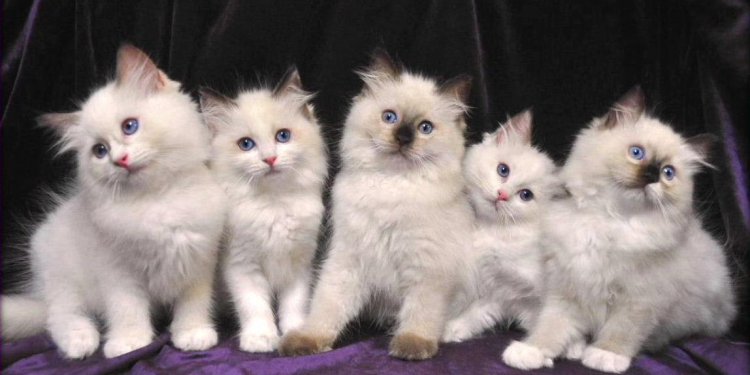 Ragdoll Cats For Sale