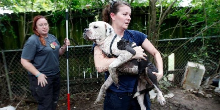 Roanoke animal shelter looking