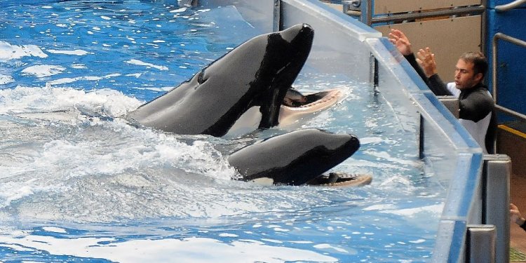 SeaWorld to stop breeding