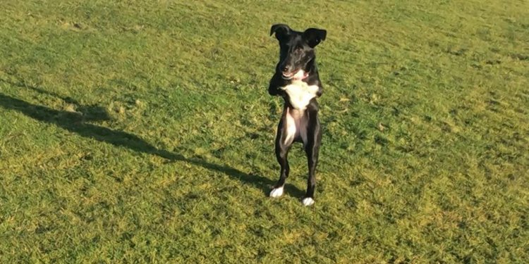 SEE IT: UK dog with 2 legs