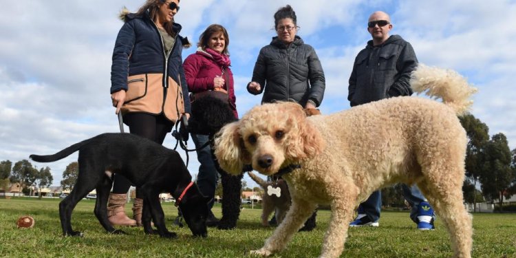 Dogs and their owners check