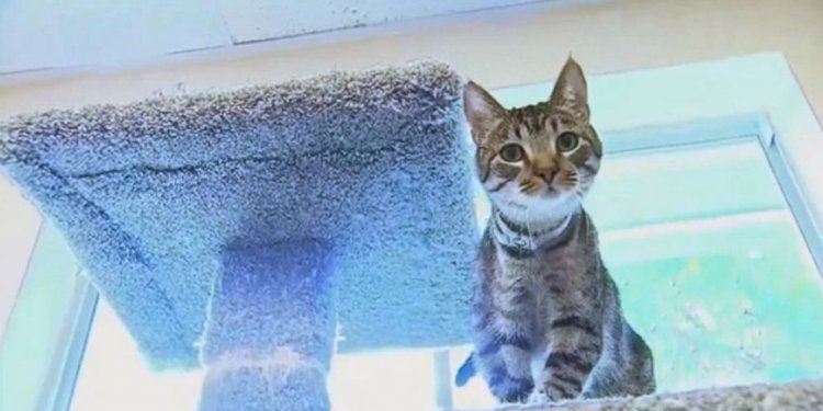 Shelter Cats Turn On Sink