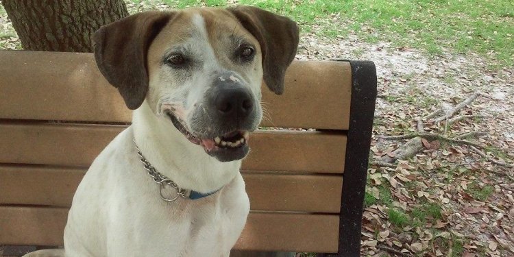 Shelter Dog Gets Out For A Day