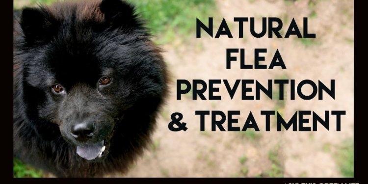 Natural Flea Treatment For