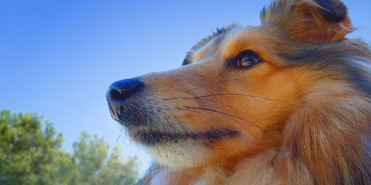 Shetland Sheepdog Rescue