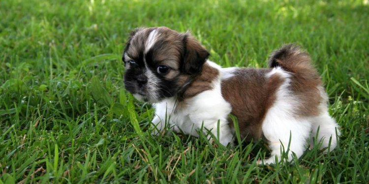 Shih Tzu Puppies For Sale