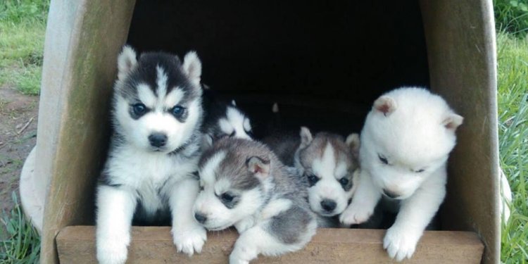 Siberian Husky For Sale in