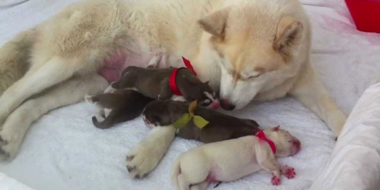 Newborn Husky Puppies