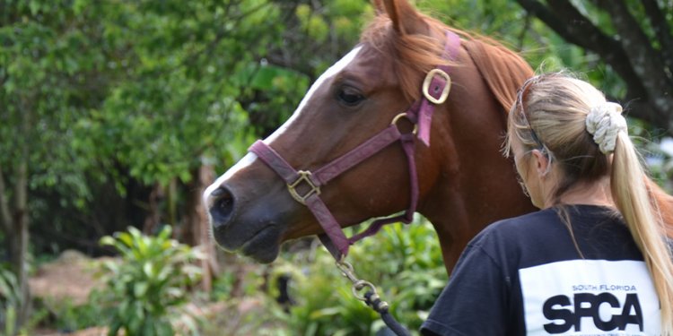 South Florida SPCA | Horse