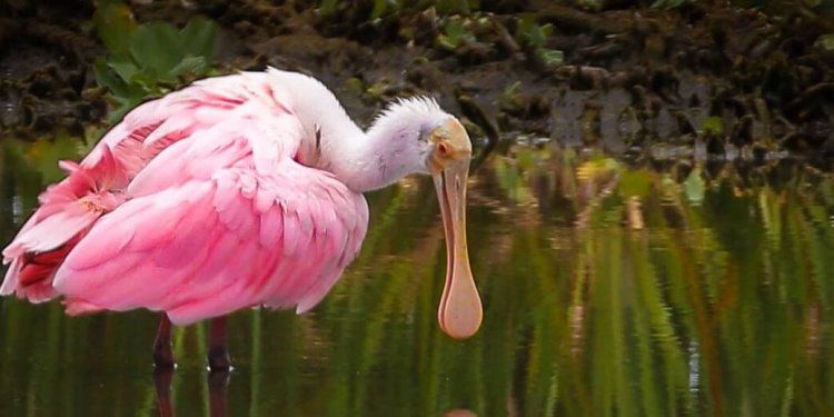 The Roseate Spoonbill – A