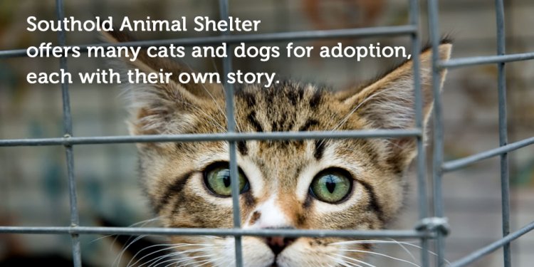 Southold Animal Shelter