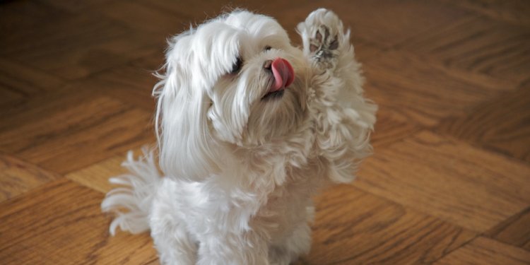 Lost dog returned by stranger