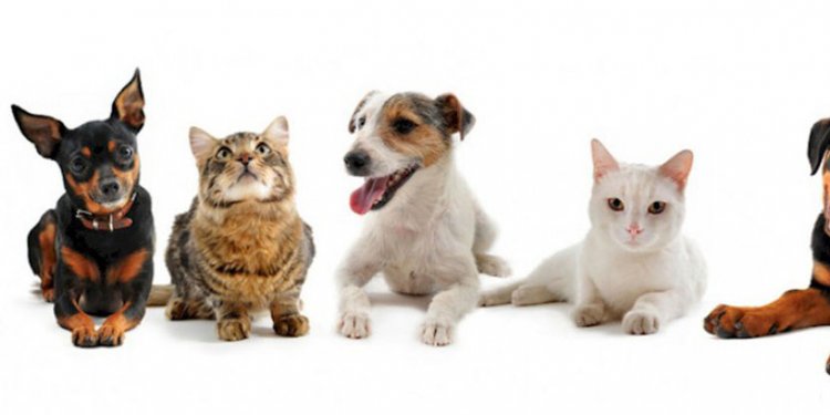 Adopt a shelter cat or dog