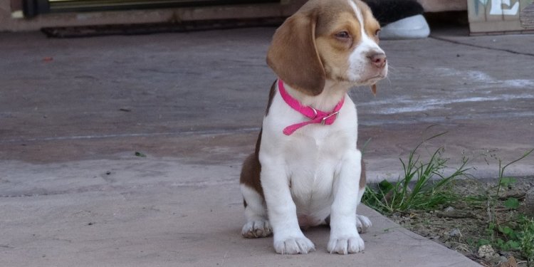 Beagle Puppies in Orlando