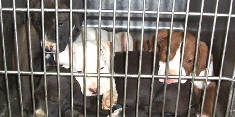 Puppies in a Crowded Shelter. “