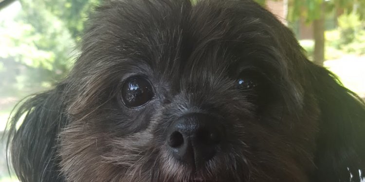 The Shih Tzu Mom: Meet Kiwi