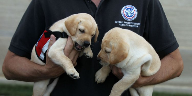TSA labrador retriever puppies