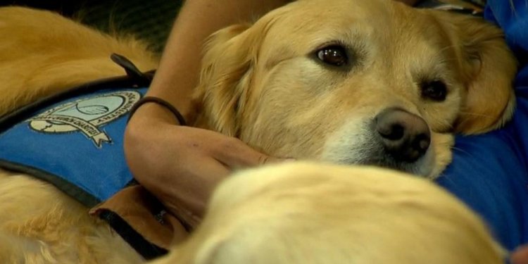 Therapy Dogs Surprise Staff at