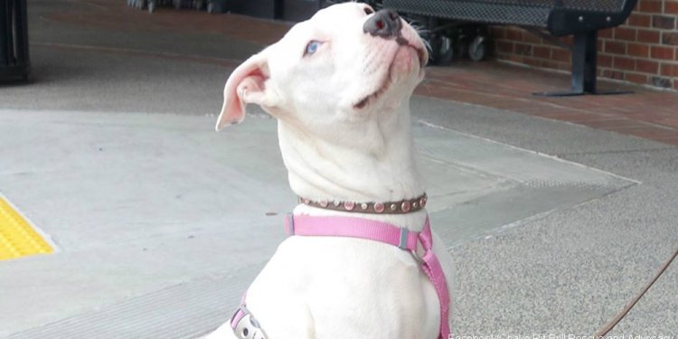 Cha Cha and other deaf dogs