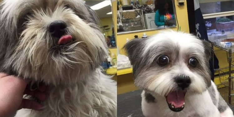 This Man Gives Shelter Puppies