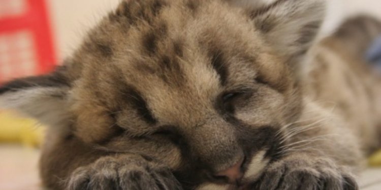 Mountain lion cub sleeping
