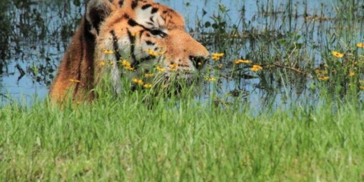 Tiger at Big Cat Rescue