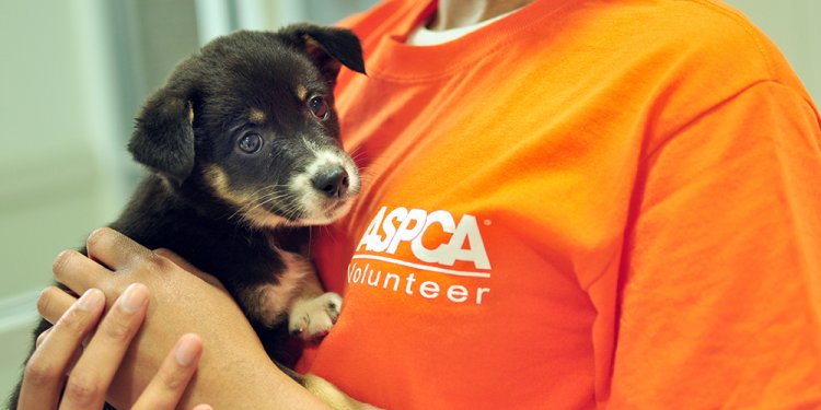 The ASPCA Adoption Center