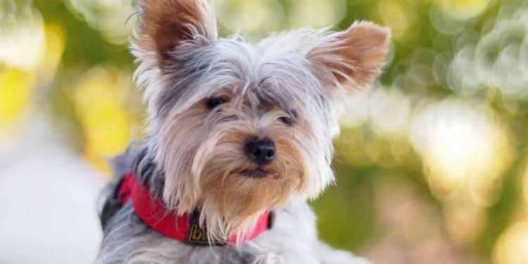 Lovely White Yorkshire Terrier