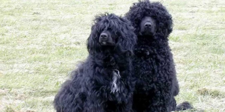 Winsome Portuguese Water Dog