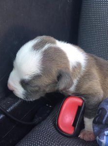 A police officer broke a window to rescue this Cavalier King Charles spaniel puppy from a hot car in Pensacola, Florida. (Credit: Pensacola Police Department)