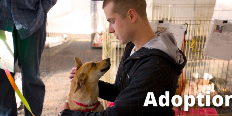 Animal Shelter Puppy Adoption